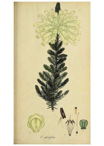 Reproducción/Reproduction 46954165685: The heathery, or, A monograph of the genus Erica :. London :Henry G. Bohn,1845.. 