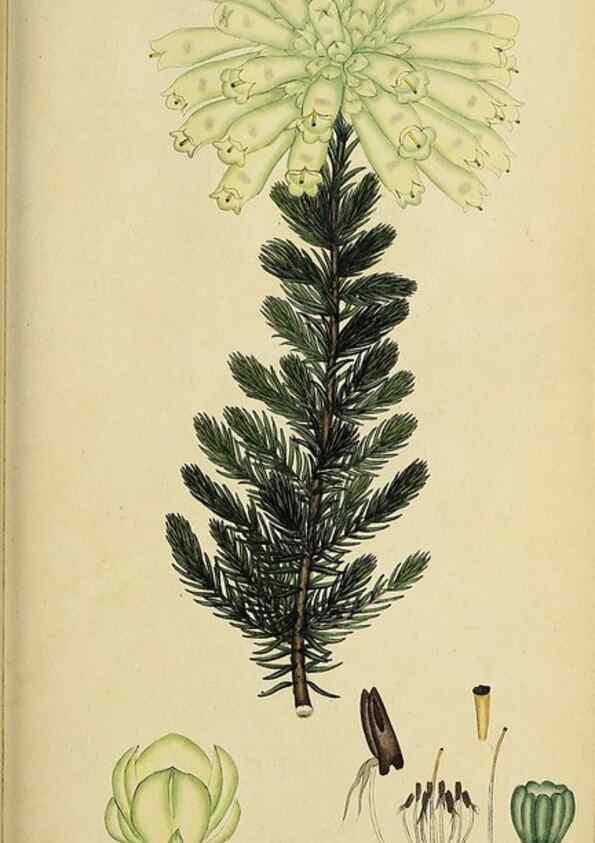 Reproducción/Reproduction 46954165685: The heathery, or, A monograph of the genus Erica :. London :Henry G. Bohn,1845.. 