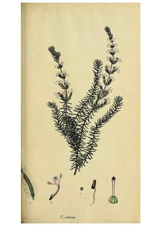 Reproducción/Reproduction 40903860533: The heathery, or, A monograph of the genus Erica :. London :Henry G. Bohn,1845.. 