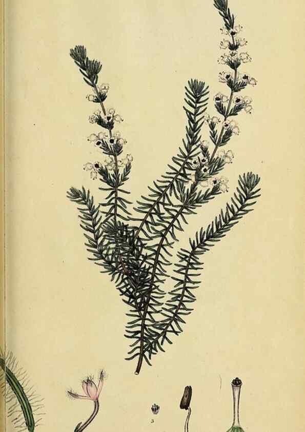 Reproducción/Reproduction 40903860533: The heathery, or, A monograph of the genus Erica :. London :Henry G. Bohn,1845.. 