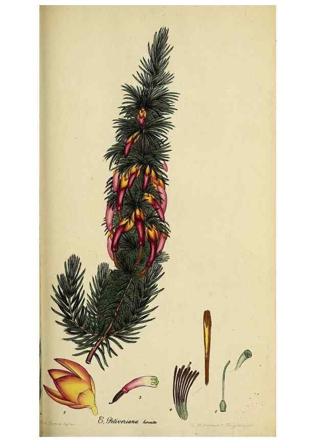 Reproducción/Reproduction 40903858503: The heathery, or, A monograph of the genus Erica :. London :Henry G. Bohn,1845.. 