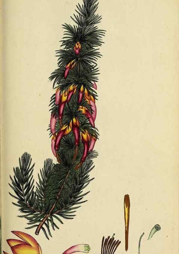 Reproducción/Reproduction 40903858503: The heathery, or, A monograph of the genus Erica :. London :Henry G. Bohn,1845.. 
