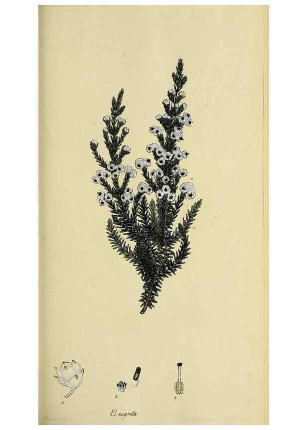 Reproducción/Reproduction 32925971587: The heathery, or, A monograph of the genus Erica :. London :Henry G. Bohn,1845.. 