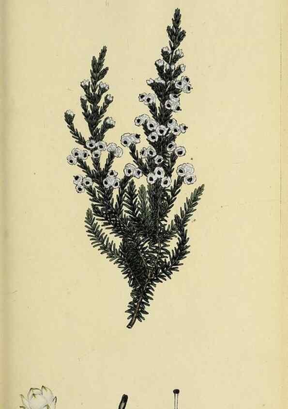 Reproducción/Reproduction 32925971587: The heathery, or, A monograph of the genus Erica :. London :Henry G. Bohn,1845.. 