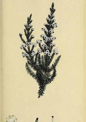 Reproducción/Reproduction 32925971587: The heathery, or, A monograph of the genus Erica :. London :Henry G. Bohn,1845.. 