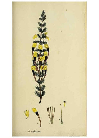 Reproducción/Reproduction 32925971407: The heathery, or, A monograph of the genus Erica :. London :Henry G. Bohn,1845.. 