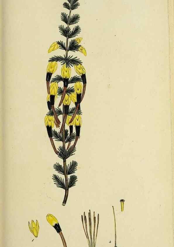 Reproducción/Reproduction 32925971407: The heathery, or, A monograph of the genus Erica :. London :Henry G. Bohn,1845.. 