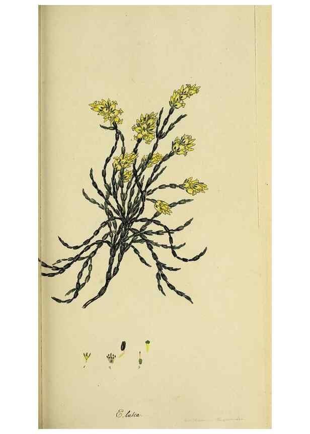 Reproducción/Reproduction 47080717544: The heathery, or, A monograph of the genus Erica :. London :Henry G. Bohn,1845.. 