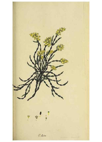 Reproducción/Reproduction 47080717544: The heathery, or, A monograph of the genus Erica :. London :Henry G. Bohn,1845.. 