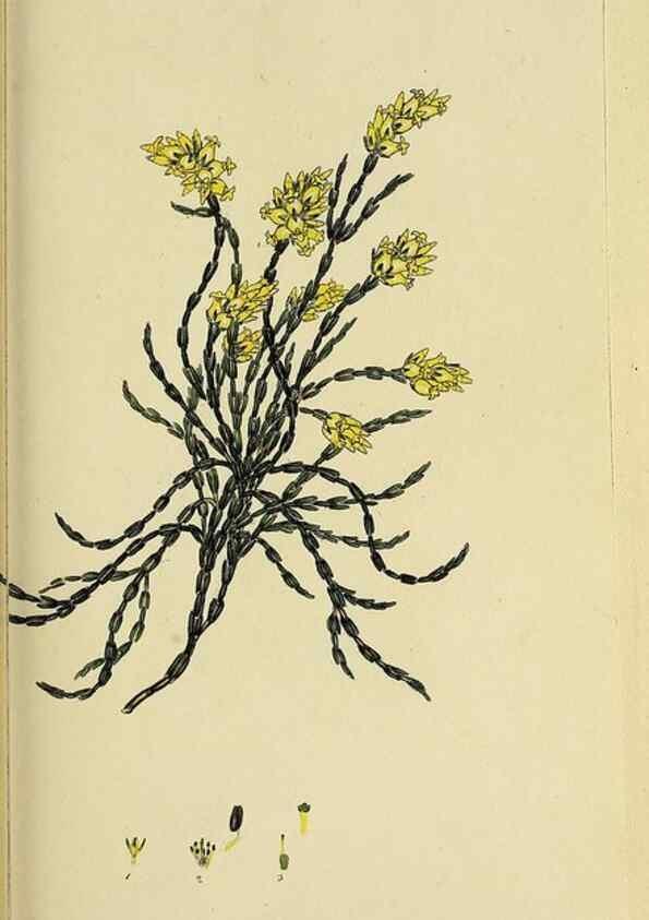 Reproducción/Reproduction 47080717544: The heathery, or, A monograph of the genus Erica :. London :Henry G. Bohn,1845.. 