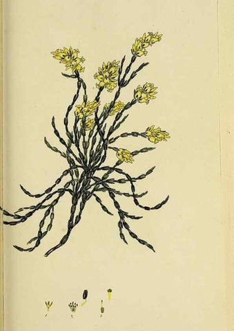 Reproducción/Reproduction 47080717544: The heathery, or, A monograph of the genus Erica :. London :Henry G. Bohn,1845.. 