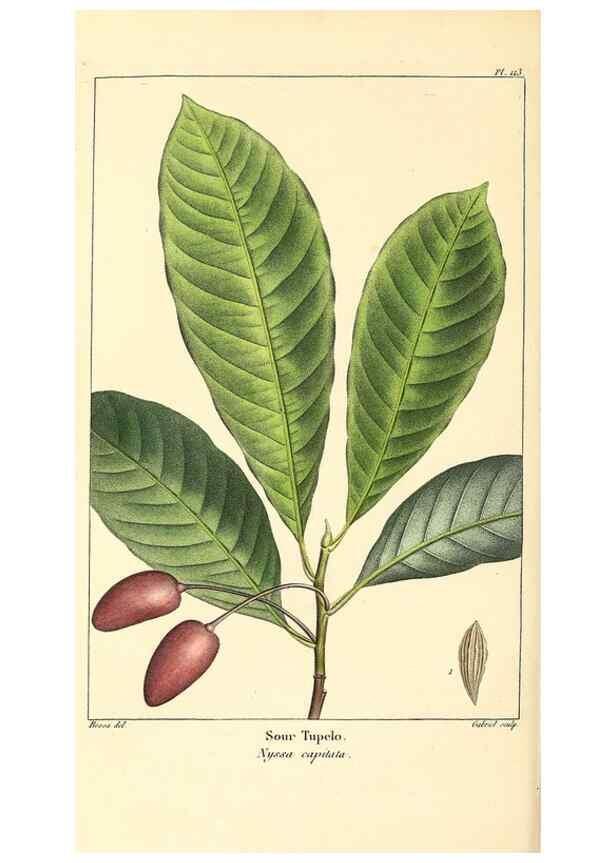 Reproducción/Reproduction 47869904871: The North American sylva;. Philadelphia,R.P. Smith,1853.. 