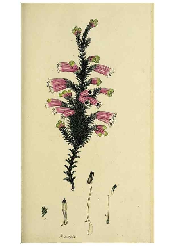 Reproducción/Reproduction 47870108521: The heathery, or, A monograph of the genus Erica :. London :Henry G. Bohn,1845.. 