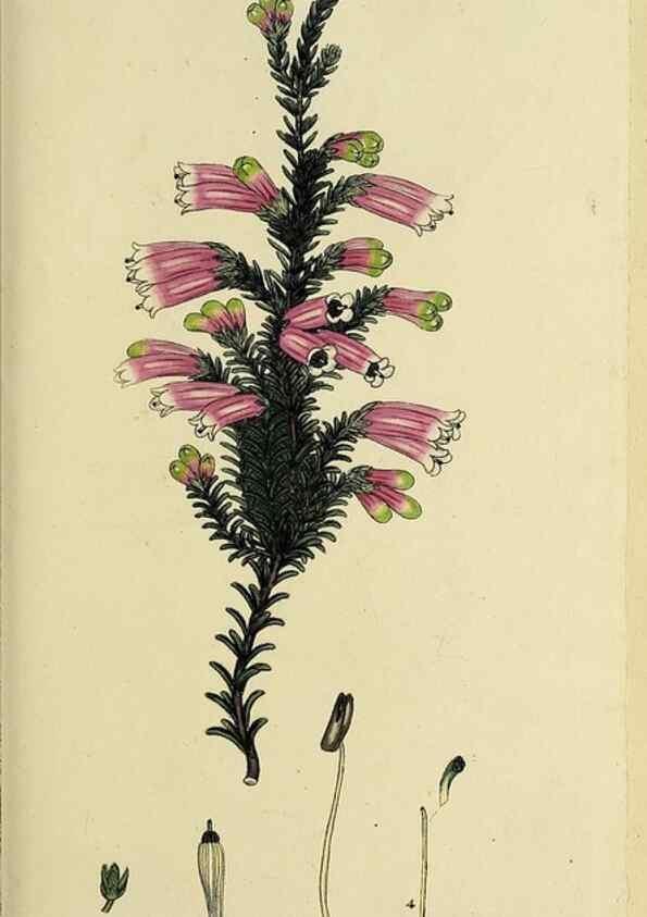 Reproducción/Reproduction 47870108521: The heathery, or, A monograph of the genus Erica :. London :Henry G. Bohn,1845.. 