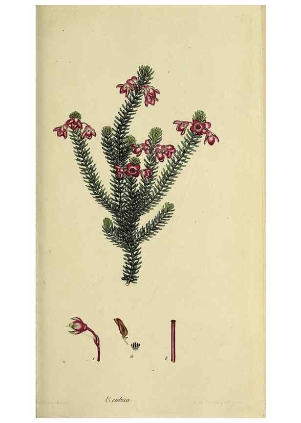 Reproducción/Reproduction 46953923365: The heathery, or, A monograph of the genus Erica :. London :Henry G. Bohn,1845.. 