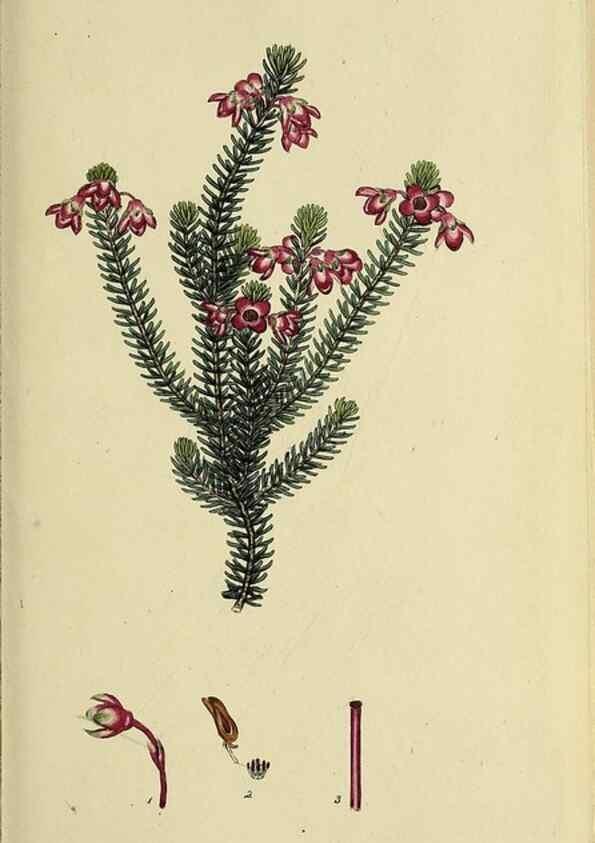 Reproducción/Reproduction 46953923365: The heathery, or, A monograph of the genus Erica :. London :Henry G. Bohn,1845.. 