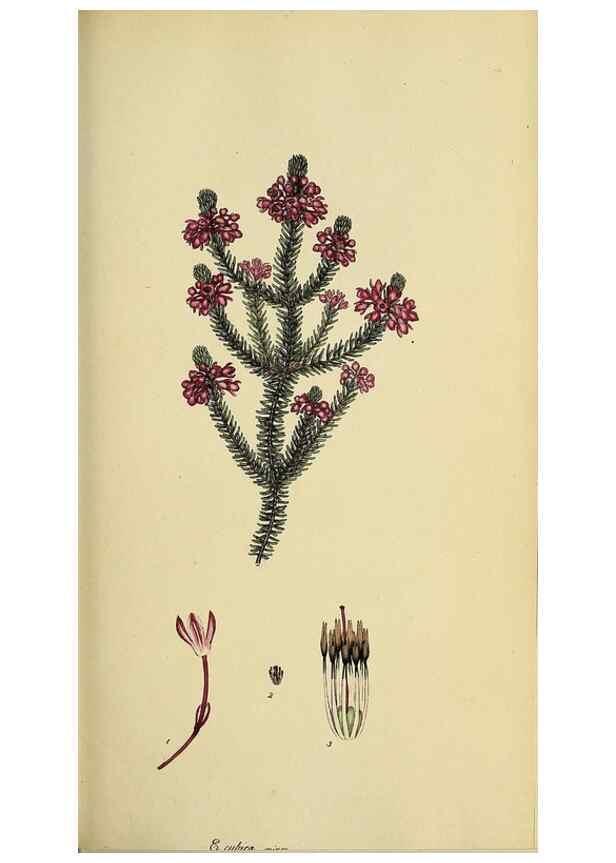 Reproducción/Reproduction 47870109361: The heathery, or, A monograph of the genus Erica :. London :Henry G. Bohn,1845.. 