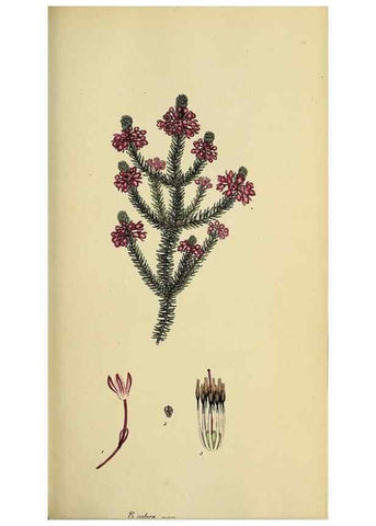 Reproducción/Reproduction 47870109361: The heathery, or, A monograph of the genus Erica :. London :Henry G. Bohn,1845.. 