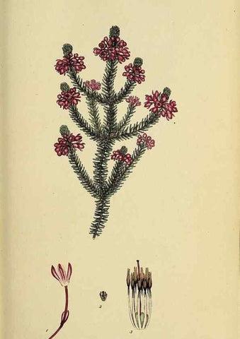 Reproducción/Reproduction 47870109361: The heathery, or, A monograph of the genus Erica :. London :Henry G. Bohn,1845.. 