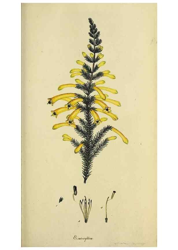 Reproducción/Reproduction 47080714244: The heathery, or, A monograph of the genus Erica :. London :Henry G. Bohn,1845.. 