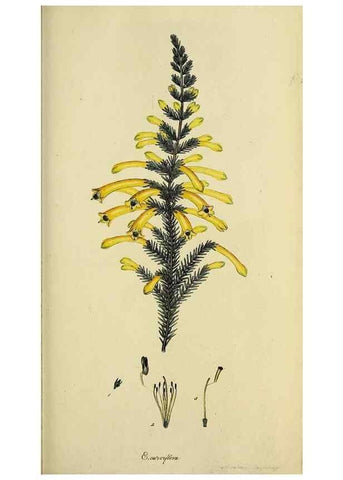 Reproducción/Reproduction 47080714244: The heathery, or, A monograph of the genus Erica :. London :Henry G. Bohn,1845.. 