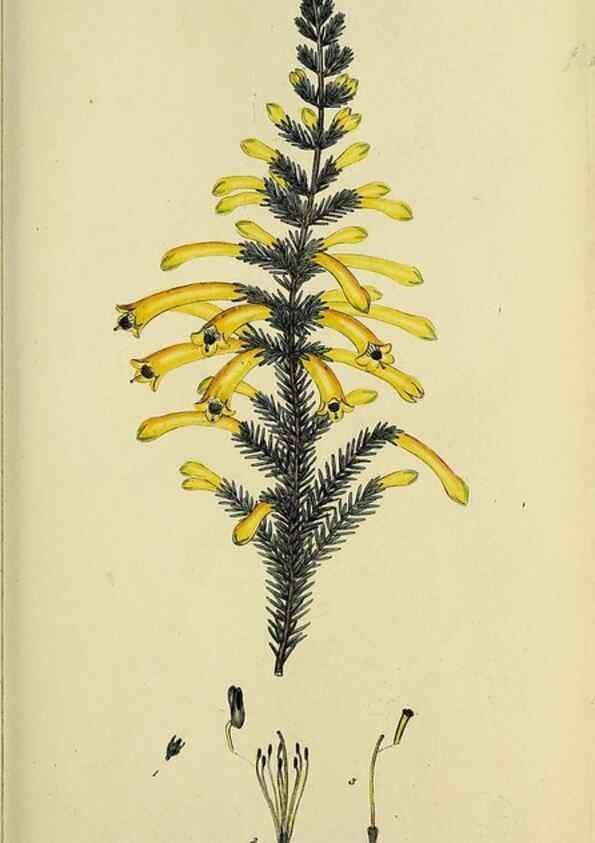 Reproducción/Reproduction 47080714244: The heathery, or, A monograph of the genus Erica :. London :Henry G. Bohn,1845.. 