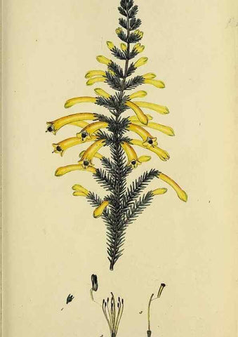 Reproducción/Reproduction 47080714244: The heathery, or, A monograph of the genus Erica :. London :Henry G. Bohn,1845.. 