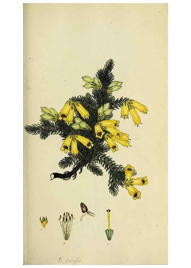 Reproducción/Reproduction 47870110081: The heathery, or, A monograph of the genus Erica :. London :Henry G. Bohn,1845.. 