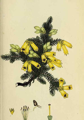 Reproducción/Reproduction 47870110081: The heathery, or, A monograph of the genus Erica :. London :Henry G. Bohn,1845.. 