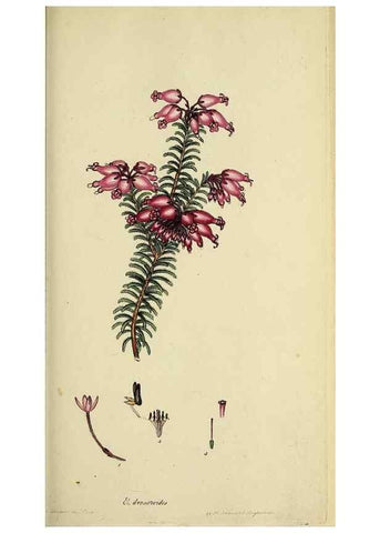 Reproducción/Reproduction 47870110421: The heathery, or, A monograph of the genus Erica :. London :Henry G. Bohn,1845.. 
