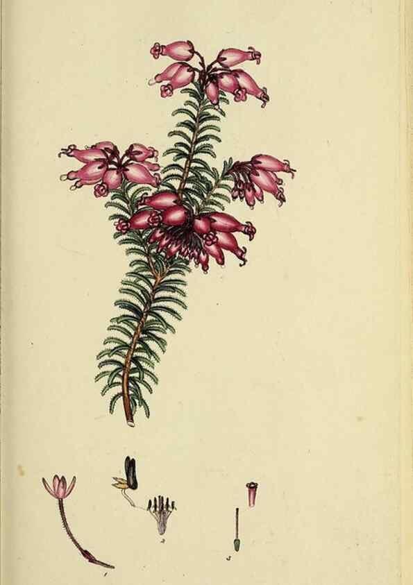 Reproducción/Reproduction 47870110421: The heathery, or, A monograph of the genus Erica :. London :Henry G. Bohn,1845.. 