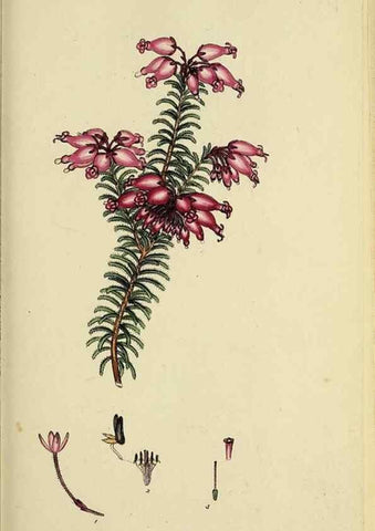 Reproducción/Reproduction 47870110421: The heathery, or, A monograph of the genus Erica :. London :Henry G. Bohn,1845.. 