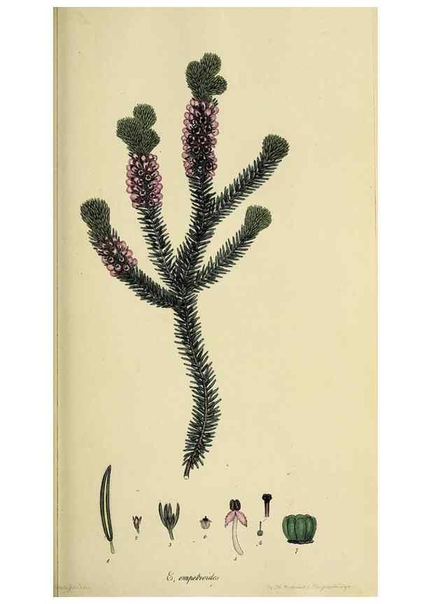 Reproducción/Reproduction 40903595643: The heathery, or, A monograph of the genus Erica :. London :Henry G. Bohn,1845.. 