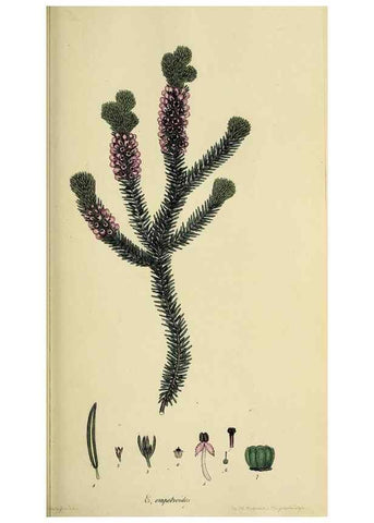 Reproducción/Reproduction 40903595643: The heathery, or, A monograph of the genus Erica :. London :Henry G. Bohn,1845.. 