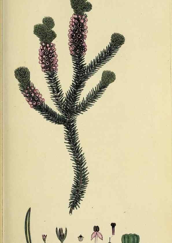 Reproducción/Reproduction 40903595643: The heathery, or, A monograph of the genus Erica :. London :Henry G. Bohn,1845.. 