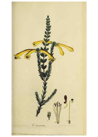 Reproducción/Reproduction 47080712864: The heathery, or, A monograph of the genus Erica :. London :Henry G. Bohn,1845.. 