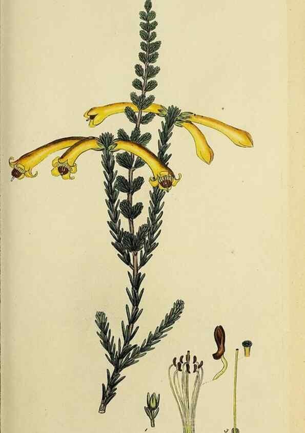 Reproducción/Reproduction 47080712864: The heathery, or, A monograph of the genus Erica :. London :Henry G. Bohn,1845.. 