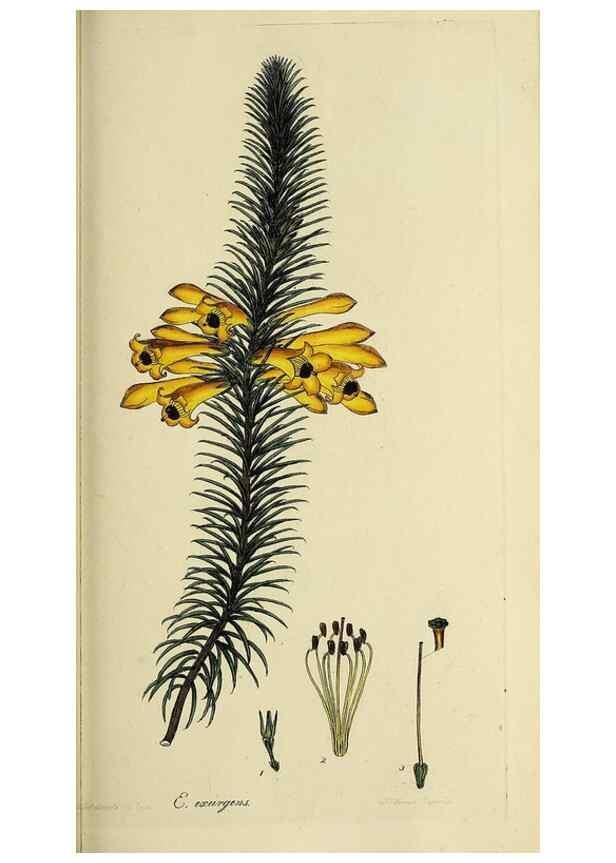 Reproducción/Reproduction 33992869628: The heathery, or, A monograph of the genus Erica :. London :Henry G. Bohn,1845.. 