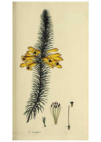 Reproducción/Reproduction 33992869628: The heathery, or, A monograph of the genus Erica :. London :Henry G. Bohn,1845.. 