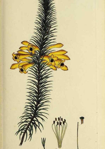 Reproducción/Reproduction 33992869628: The heathery, or, A monograph of the genus Erica :. London :Henry G. Bohn,1845.. 