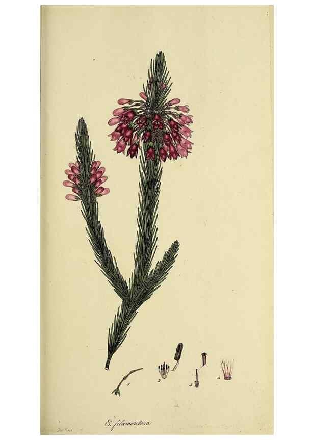 Reproducción/Reproduction 46953925445: The heathery, or, A monograph of the genus Erica :. London :Henry G. Bohn,1845.. 