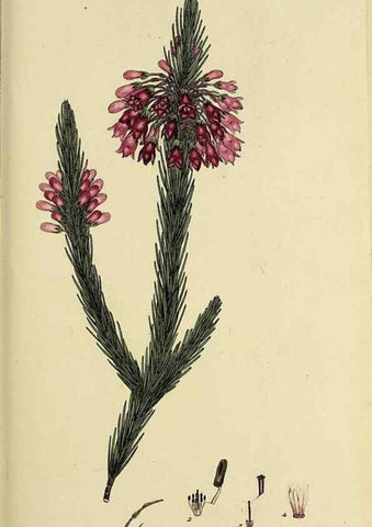 Reproducción/Reproduction 46953925445: The heathery, or, A monograph of the genus Erica :. London :Henry G. Bohn,1845.. 