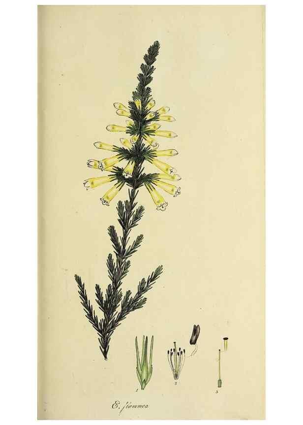 Reproducción/Reproduction 47817899282: The heathery, or, A monograph of the genus Erica :. London :Henry G. Bohn,1845.. 