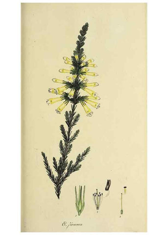 Reproducción/Reproduction 47817899282: The heathery, or, A monograph of the genus Erica :. London :Henry G. Bohn,1845.. 