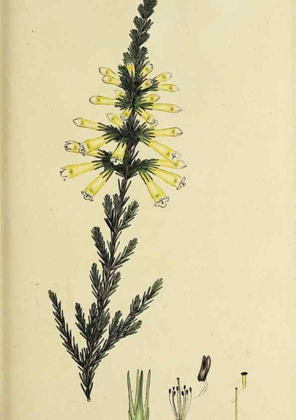 Reproducción/Reproduction 47817899282: The heathery, or, A monograph of the genus Erica :. London :Henry G. Bohn,1845.. 