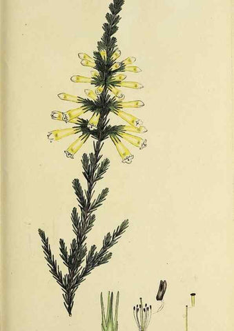 Reproducción/Reproduction 47817899282: The heathery, or, A monograph of the genus Erica :. London :Henry G. Bohn,1845.. 