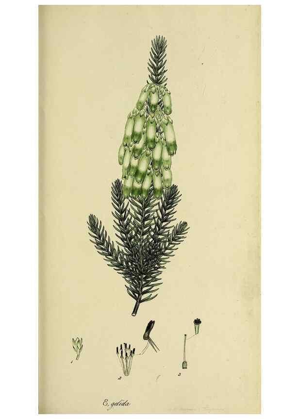 Reproducción/Reproduction 47870112221: The heathery, or, A monograph of the genus Erica :. London :Henry G. Bohn,1845.. 