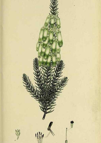 Reproducción/Reproduction 47870112221: The heathery, or, A monograph of the genus Erica :. London :Henry G. Bohn,1845.. 