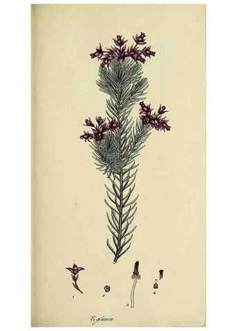 Reproducción/Reproduction 33992870998: The heathery, or, A monograph of the genus Erica :. London :Henry G. Bohn,1845.. 
