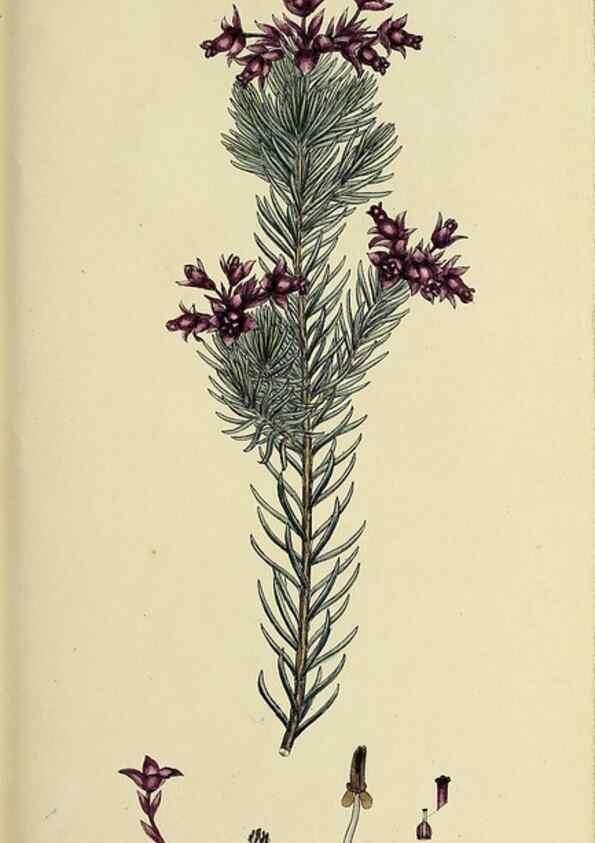 Reproducción/Reproduction 33992870998: The heathery, or, A monograph of the genus Erica :. London :Henry G. Bohn,1845.. 